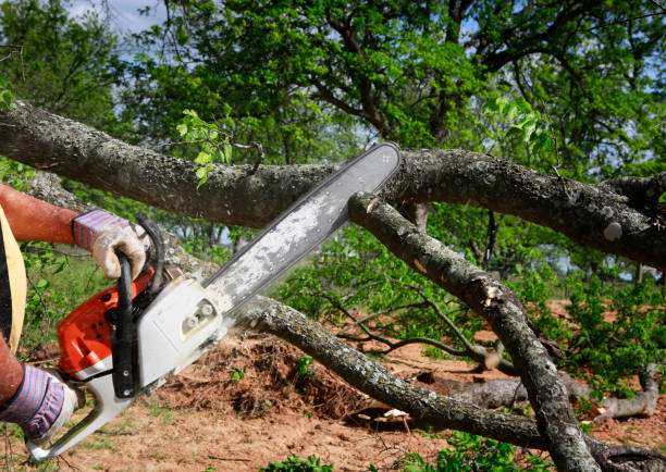 Sharon Hill, PA Tree Services Company